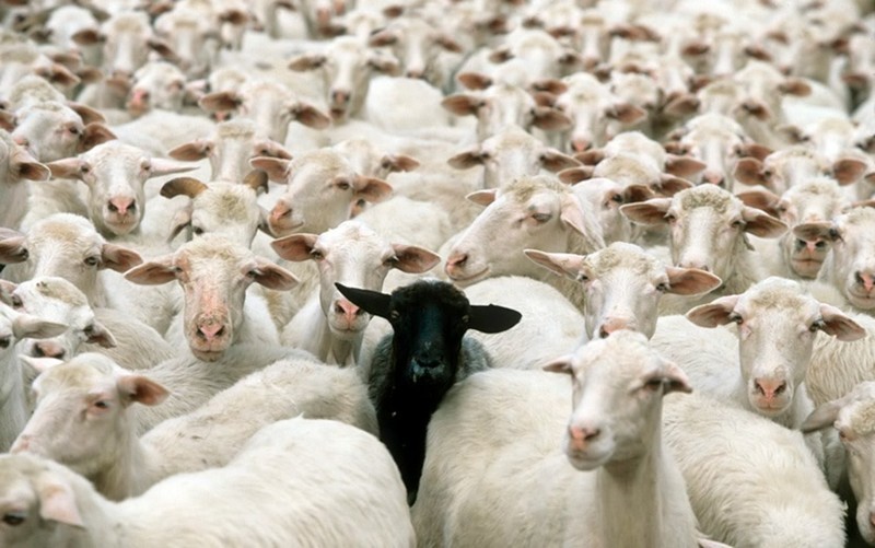 Сказ про то, как одна овца жизнь стаду портила