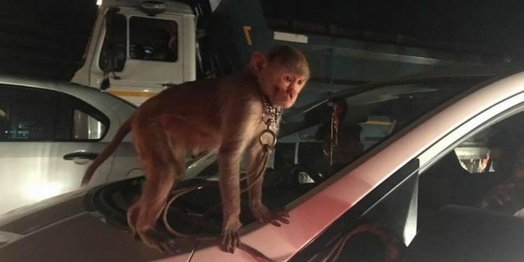 В Омске сбежавшая обезьяна перебирала двигатель автомобиля