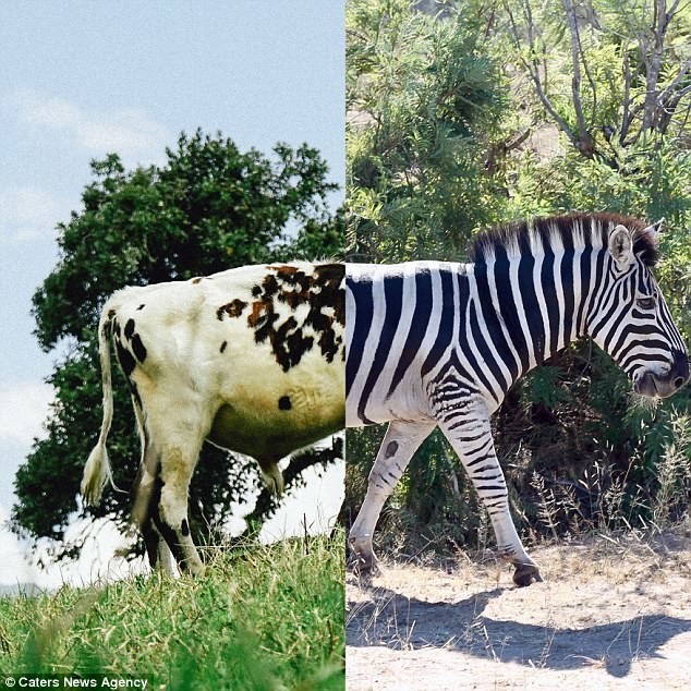 Немного магии: задняя часть колумбийской коровы и передняя – южноафриканской зебры