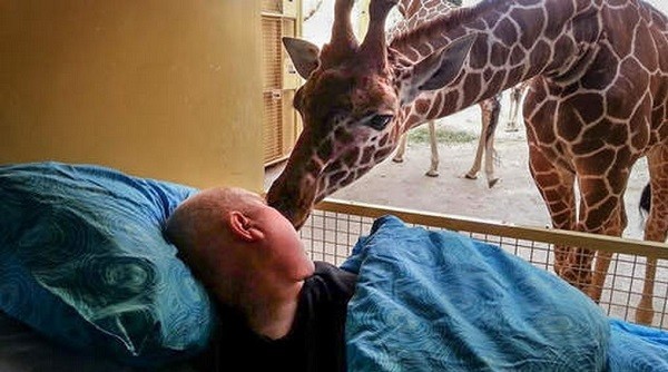 Умирающий волонтер зоопарка прощается со своими любимцами.