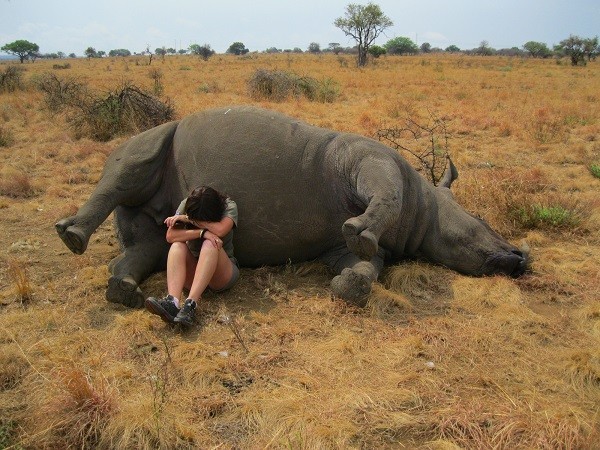 Работник заповедника плачет рядом с носорогом, которого убил браконьер.