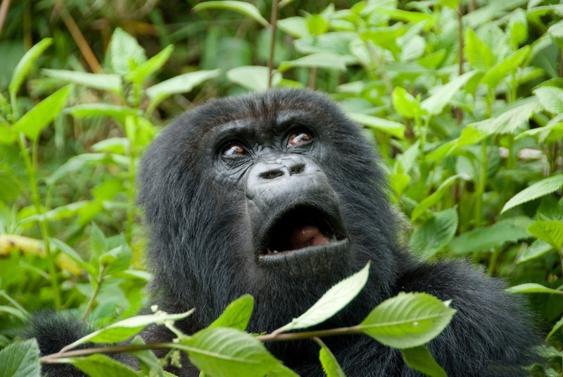31. Научное название гориллы – «Горилла Горилла Горилла» 