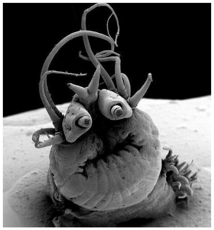 Nereis sandersi, глубоководный червь, живущий в гидротермальных жерлах