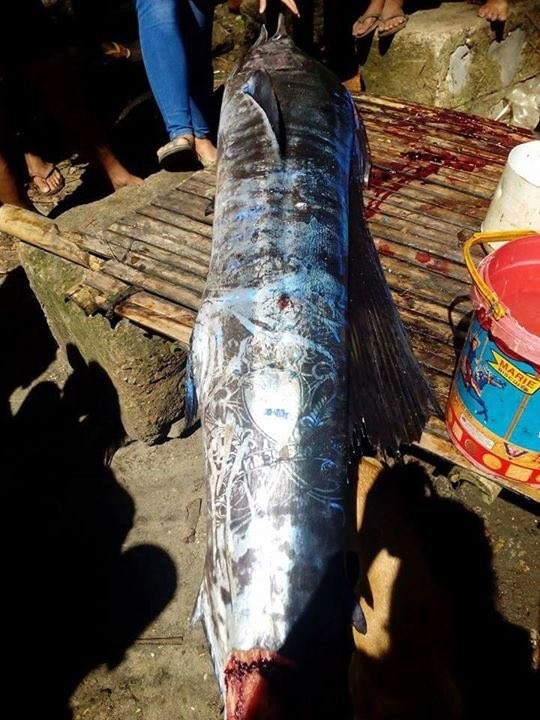 На Филиппинах поймана рыбина в невероятных узорах, похожих на татуировки