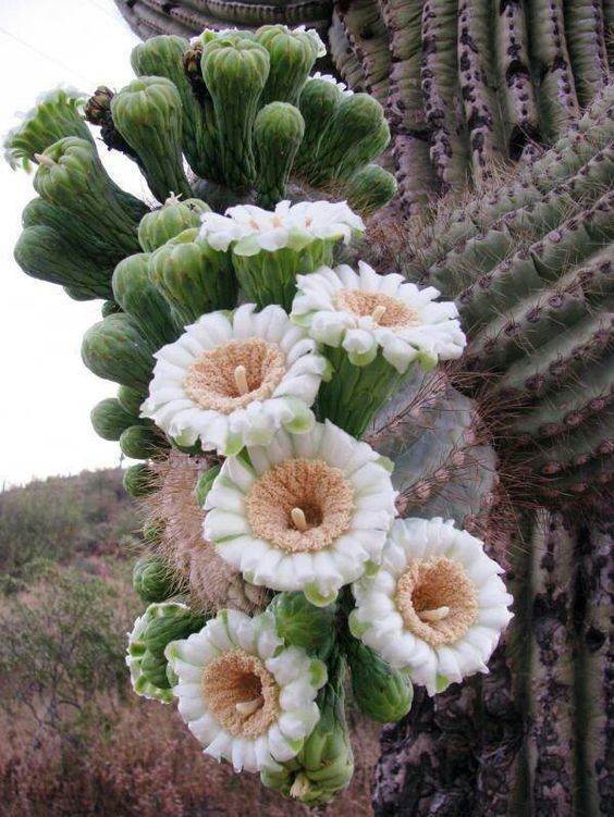 Кактусовые, или Кактусы (лат. Cactaceae) — семейство многолетних цветковых растений порядка Гвоздичноцветные.