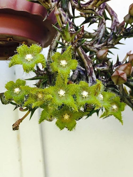 Стапелия (лат. Stapelia) имеет очень красивые, но очень вонючие цветы (запах тухлого мяса). Ее опыляют мухи и часто откладывают в цветок личинки