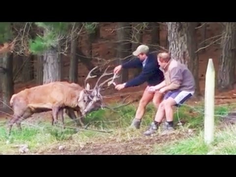 Два оленя сцепились рогами в драке, двое мужчин пытаются их расцепить 