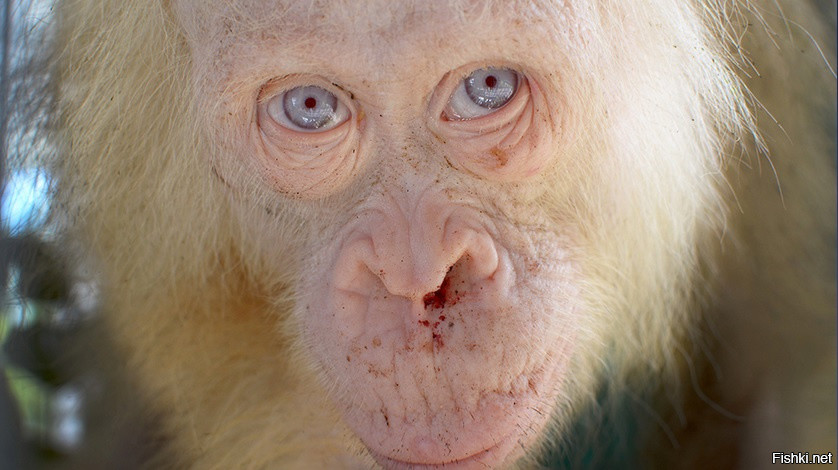 Редкая пятилетняя самка-альбинос орангутана после спасения из подпольного зве...