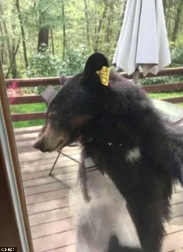 Домохозяйка сняла репортаж о том, как в ее дом ломился медведь
