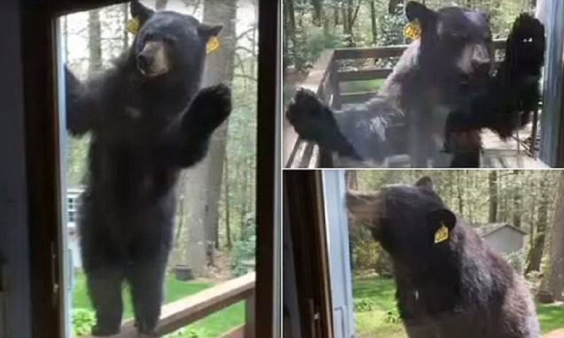 Домохозяйка сняла репортаж о том, как в ее дом ломился медведь