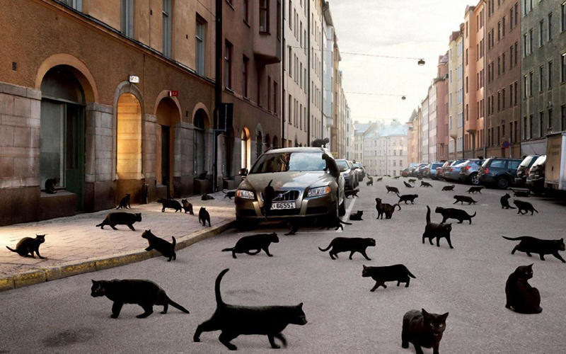 Плюнь через плечо, черная кошка дорогу перебегает -  к удаче: странные приметы, в которые мы верим 