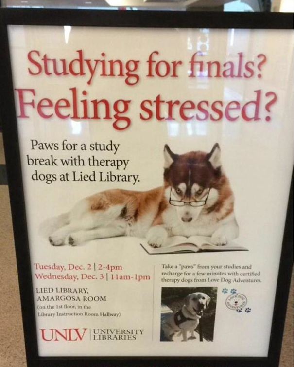 Еще один способ борьбы со стрессом на экзаменах - университет предлагает поиграть с собаками в свободное время