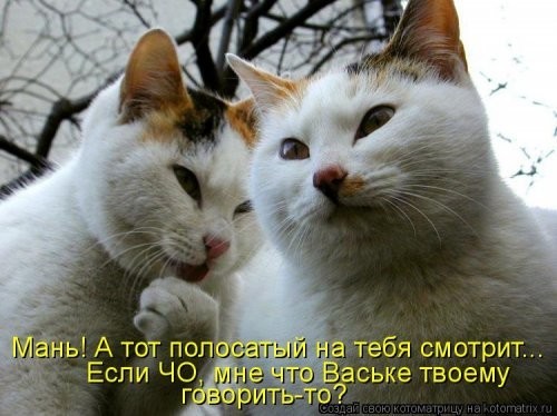 Котоматрица