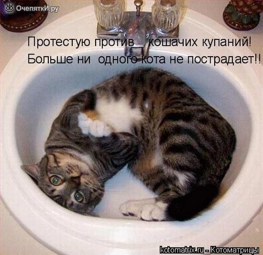 Котоматрица