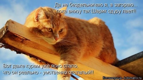 Котоматрица