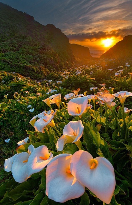 Цветы каллы в калифорнийской долине