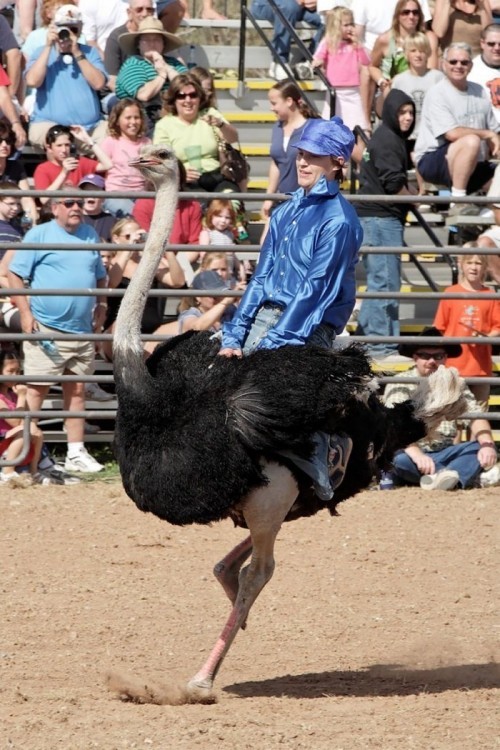 В Аризоне прошел фестиваль страусов