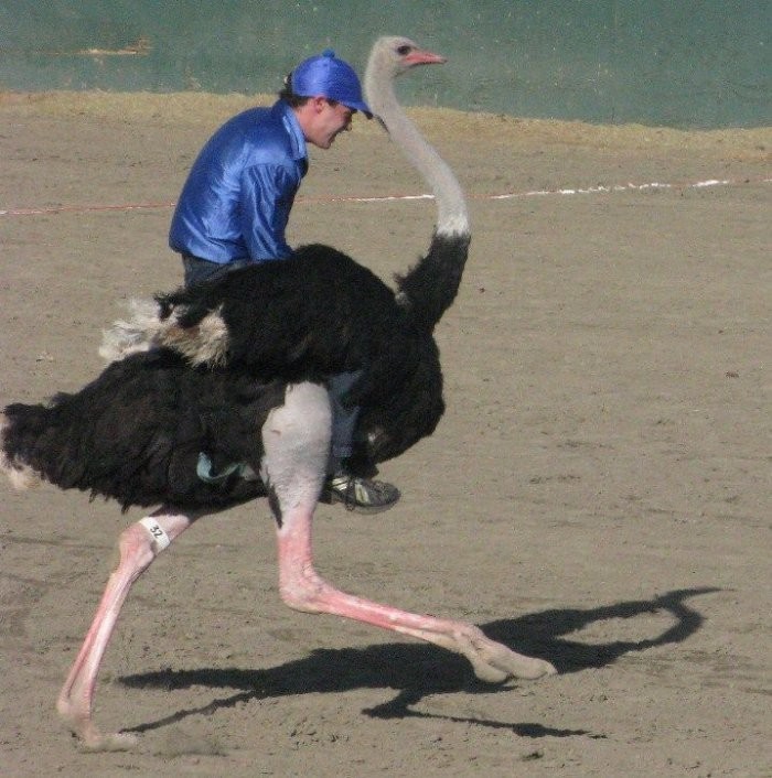 В Аризоне прошел фестиваль страусов
