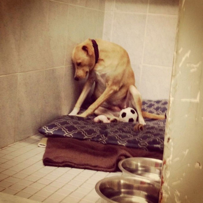 Самая грустная собака в мире опять осталась одна