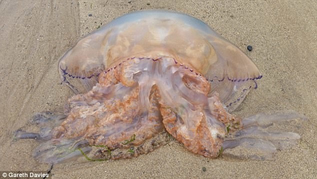 На пляжах Британии - нашествие гигантских медуз!