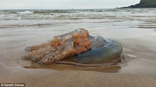 На пляжах Британии - нашествие гигантских медуз!