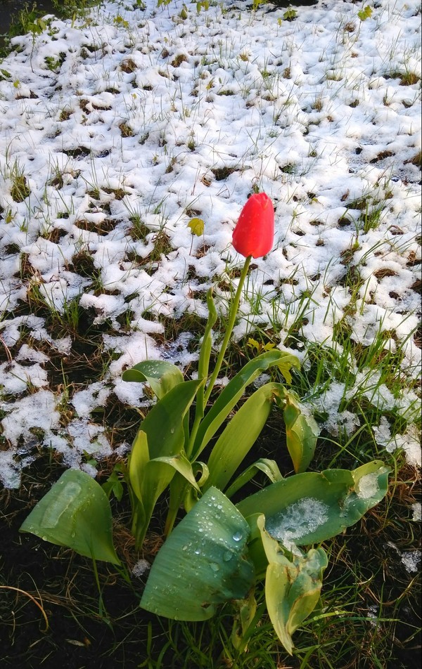 Тюльпан в снегу 
