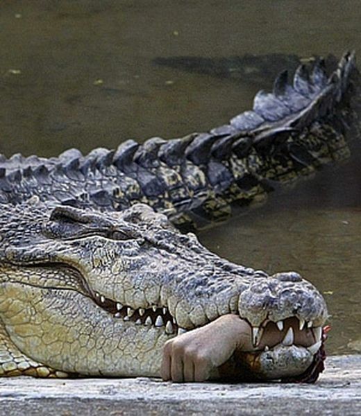 Крокодилы съели священника, демонстрировавшего, как Иисус ходил по воде