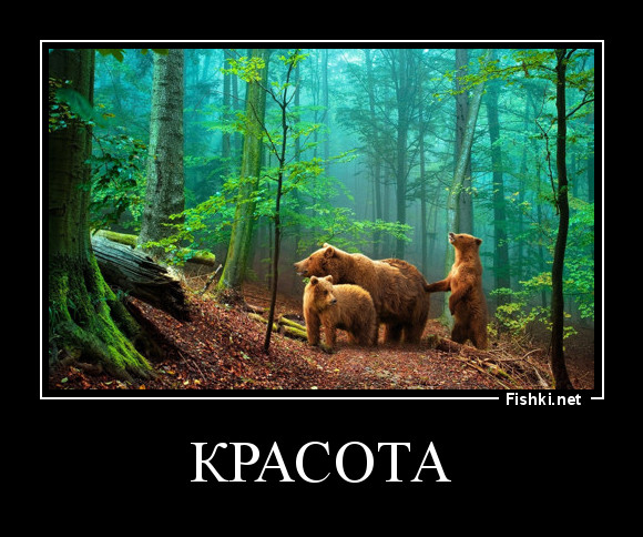 красота