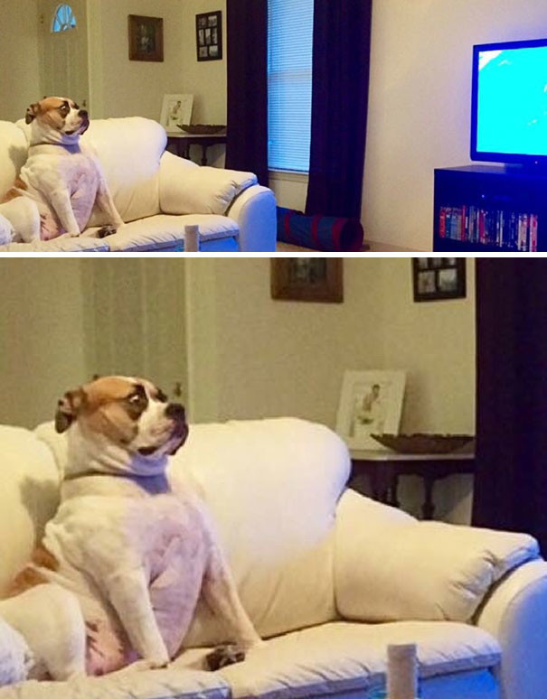 "Пес моей двоюродной сестры в страхе смотрит программу про акул