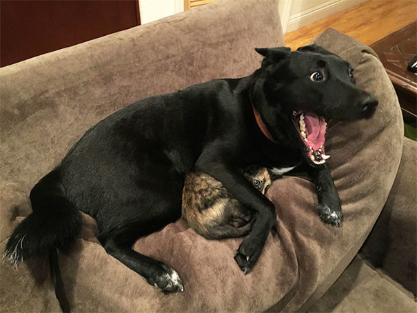 Собака и кот спасаются от грома