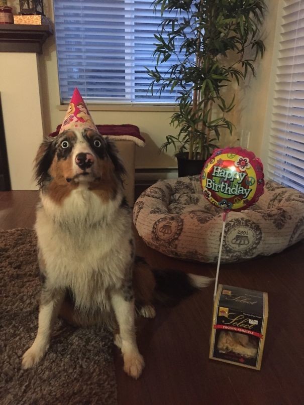"Моя собака испугалась украшений  на собственный день рождения!"