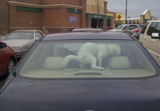 Чем чревато оставить собаку в машине в одиночестве
