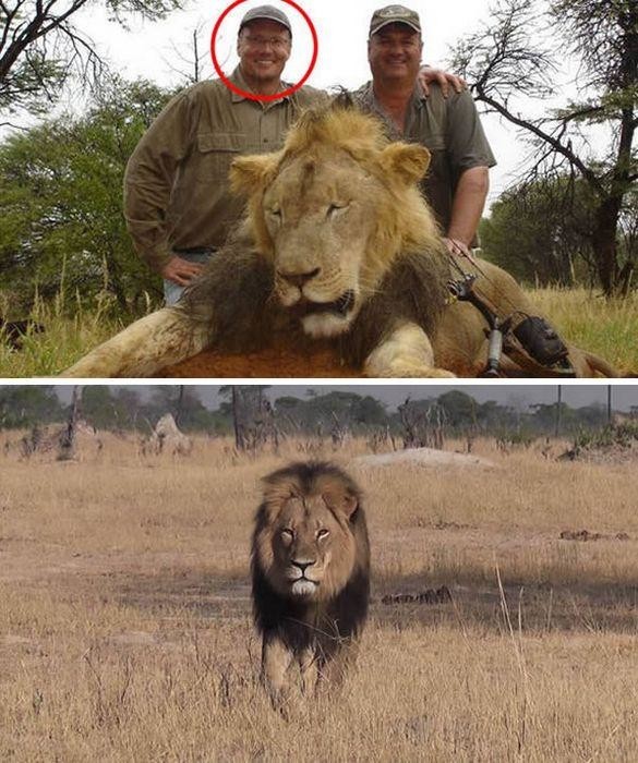 4. Американский стоматолог, убивший самого известного льва в Африке 