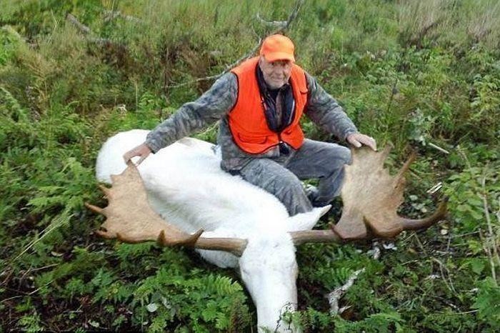 7. Охотники, подстрелившие лося-альбиноса, почитаемого индейским племенем 