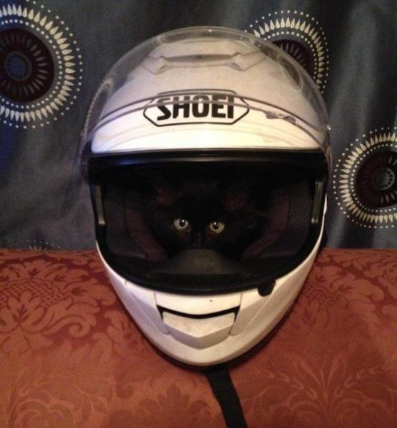 Котенок в шлеме 