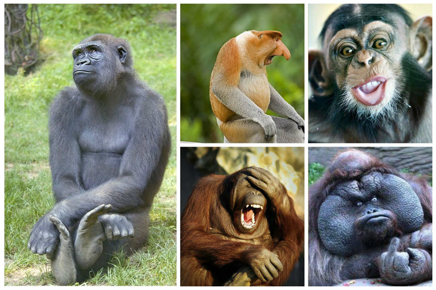 Всего на планете обитает 160 видов обезьян. От настоящих гигантов – двухметровых горилл – до крошек: карликовых игрунков ростом не более 15 см. 