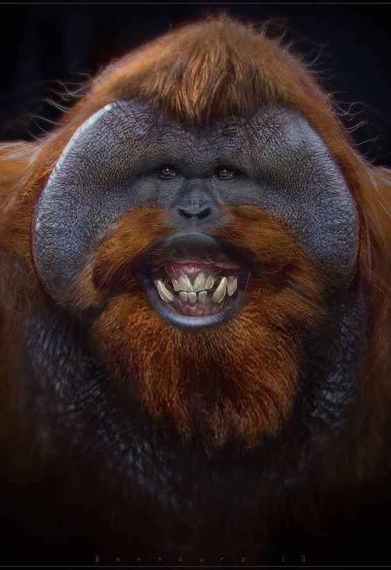 Самцы некоторых видов обезьян (например, шимпанзе) могут лысеть так же, как и люди. Впрочем, могут и не лысеть.