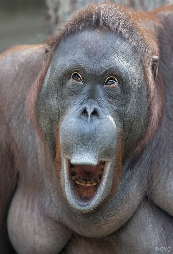 Подбородочный выступ является характерной деталью, отличающей современного человека от обезьян и вымерших представителей рода Homo. Единственным другим млекопитающим, у которого выделяют подбородок, является слон.