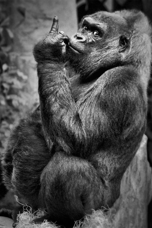 Научное название рода горилл — gorilla, вида западная горилла — gorilla gorilla, а его подвида западная равнинная горилла — gorilla gorilla gorilla.