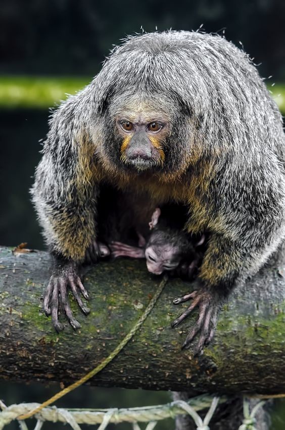 Южноамериканские обезьяны вида траурных капуцинов умеют использовать натуральные репелленты от комаров. Они находят в коре деревьев многоножек, которые выделяют защитные химические вещества класса бензохинонов, и натирают ими кожу.