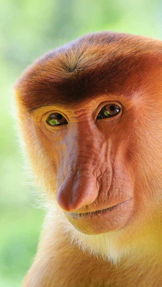 В мозгу приматов нет речевого центра, а поэтому научить их говорить невозможно. 