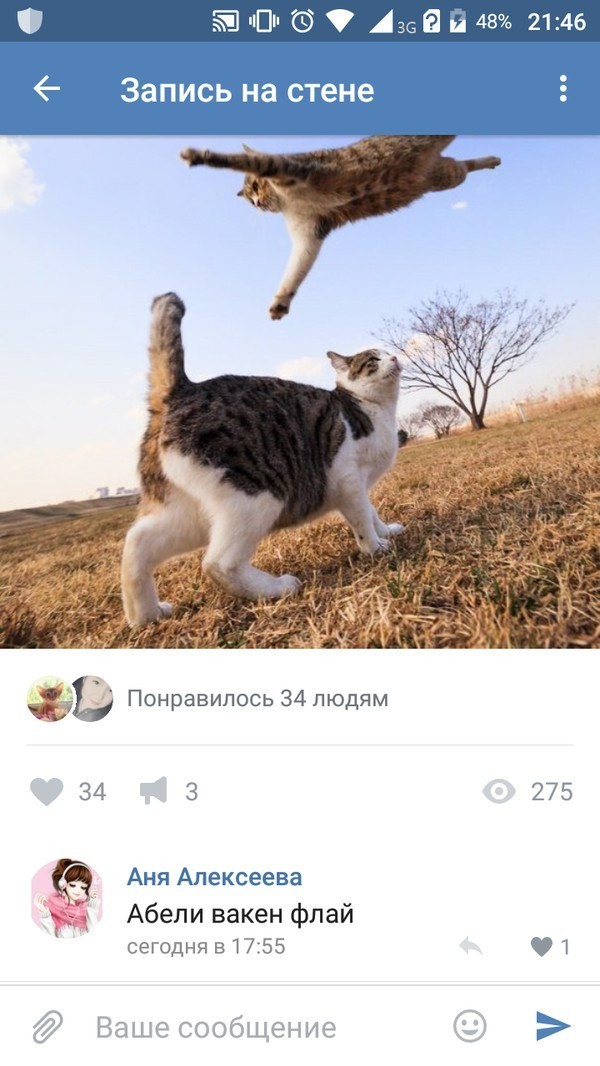 Кот флай