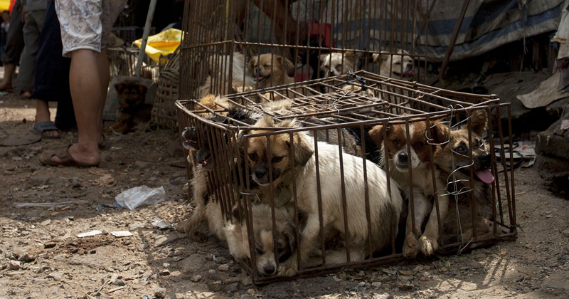 Китайцам наконец-то запретили есть собак