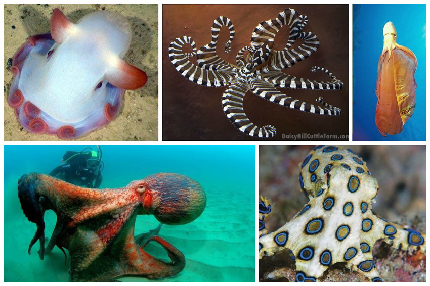 Осьминоги принадлежат к отряду головоногих моллюсков, в котором насчитывается около 200 видов бесплавниковых и плавниковых осьминогов.