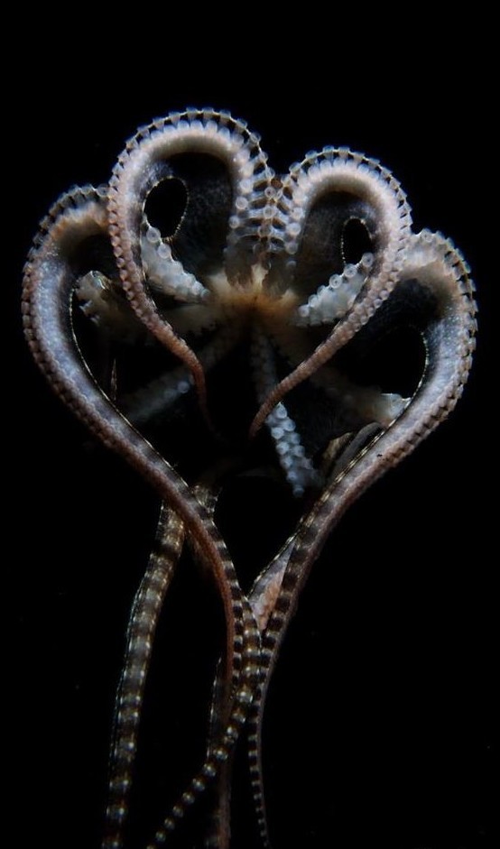 Эти моллюски имеют свойство регенерации. Если осьминог потеряет щупальце, то через какое-то время оно отрастет снова.  
