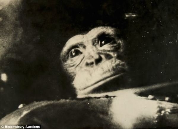 Фотография первого шимпанзе в космосе во время его исторического полёта 