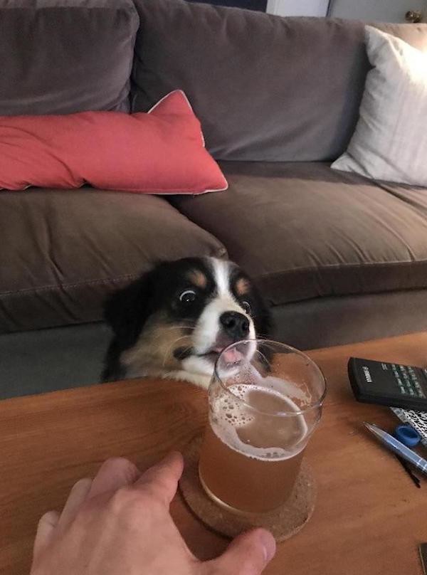 Пес и пиво 