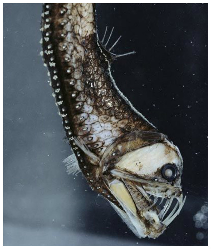  Sloane's viperfish (Chauliodus sloani)