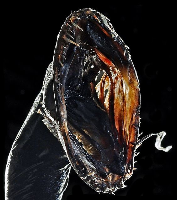 Black Dragonfish (Idiacanthus atlanticus). Вот это ротик!
