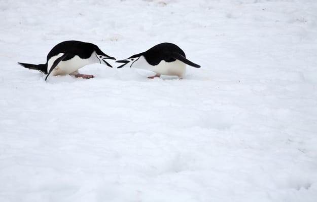 антарктических пингвинов...
